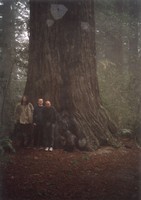 USA - v sekvojovém parku Redwood National Park, 000